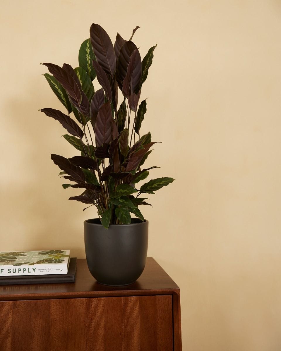 Lexi Pot Zwart Ø 18.5 cm