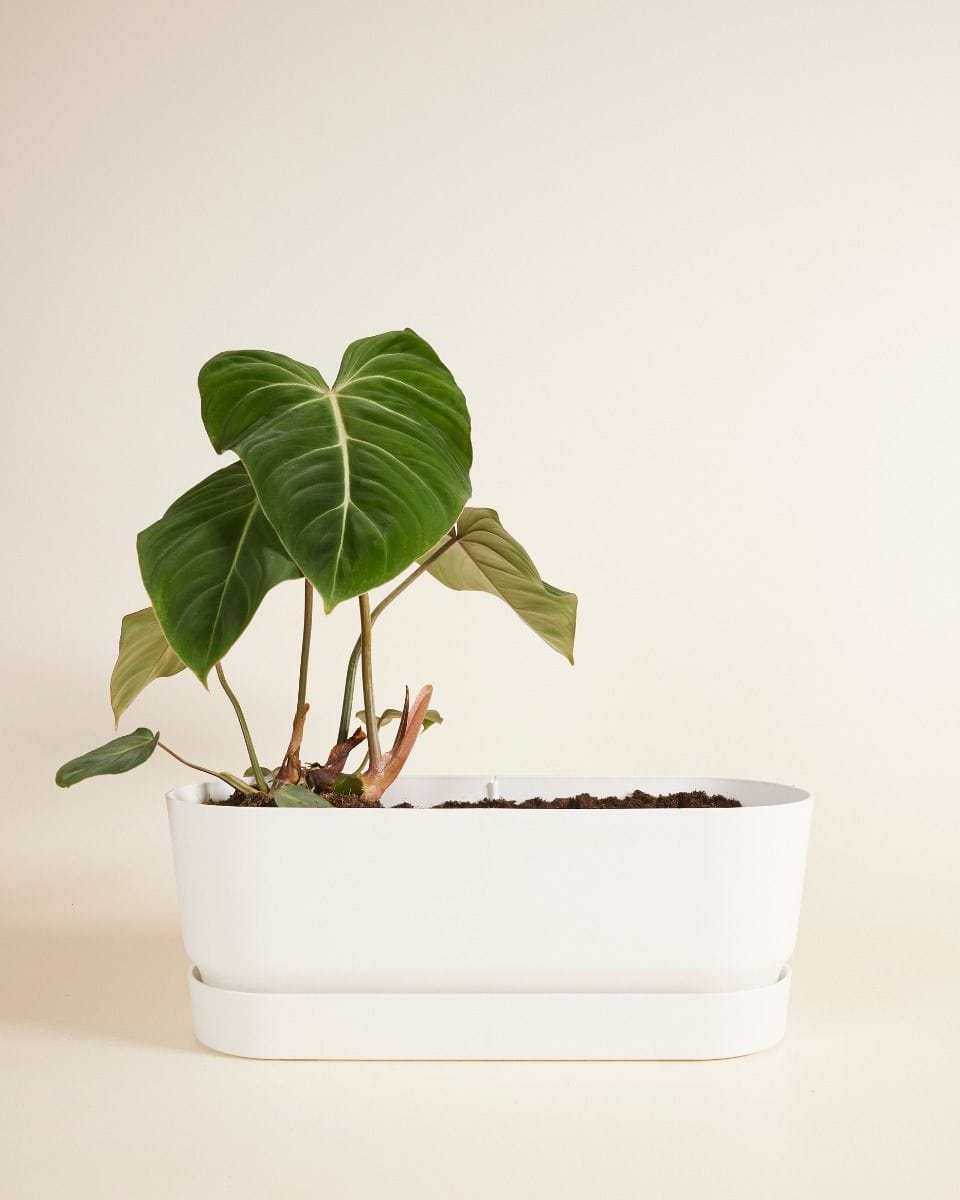 Elho Miles Oval Pot White 50 cm
