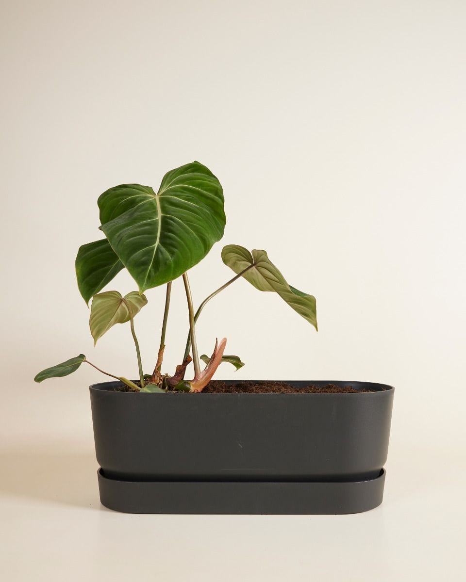 Elho Miles Oval Pot Black 50 cm