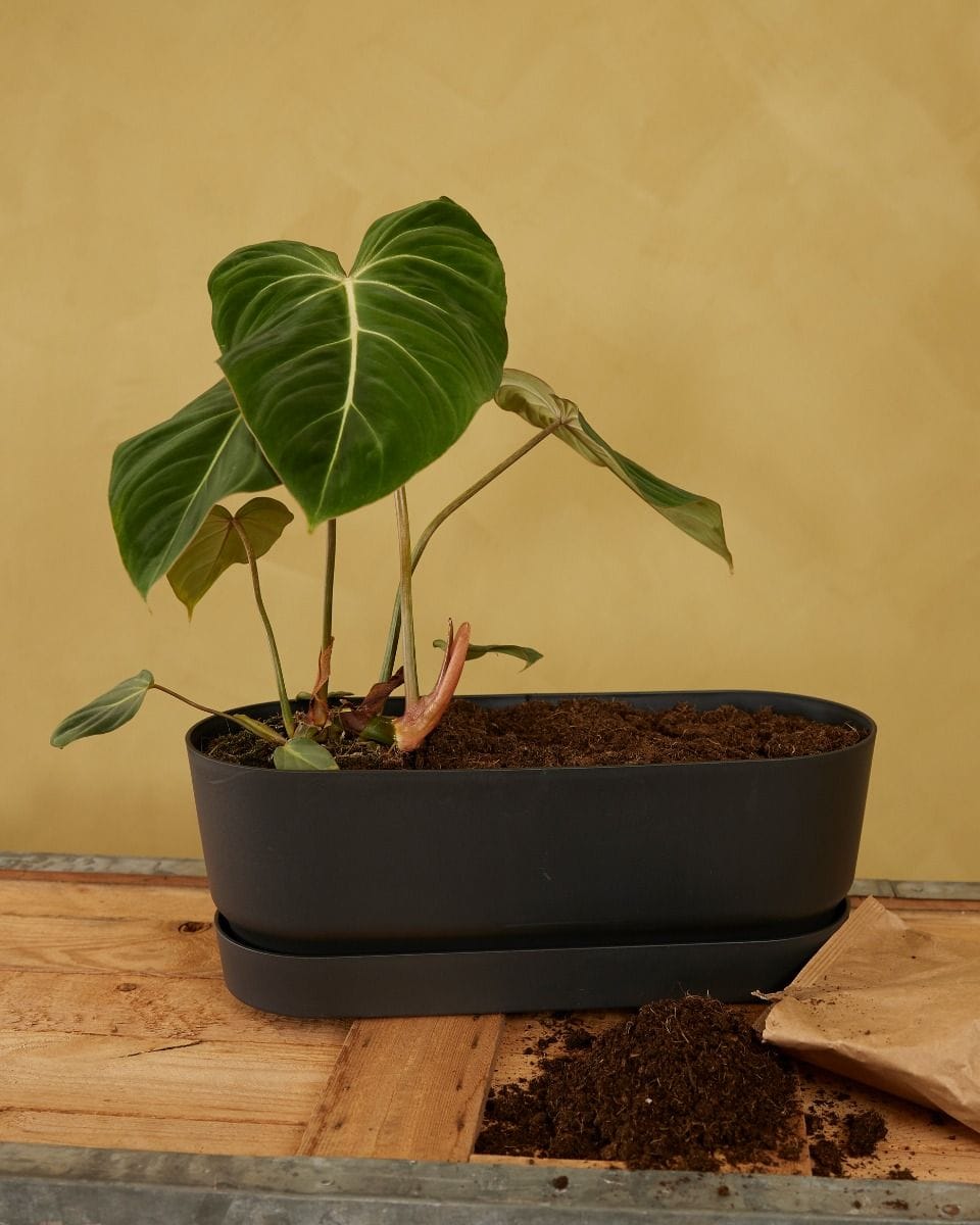 Elho Miles Oval Pot Black 50 cm