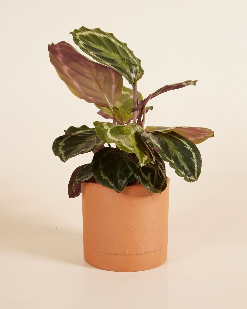 Koby Pot Terra Palm Ø 15 cm