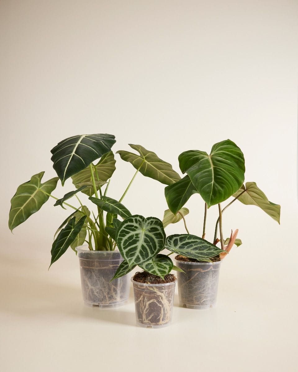 Anzuchttopf Transparent Ø 19 cm