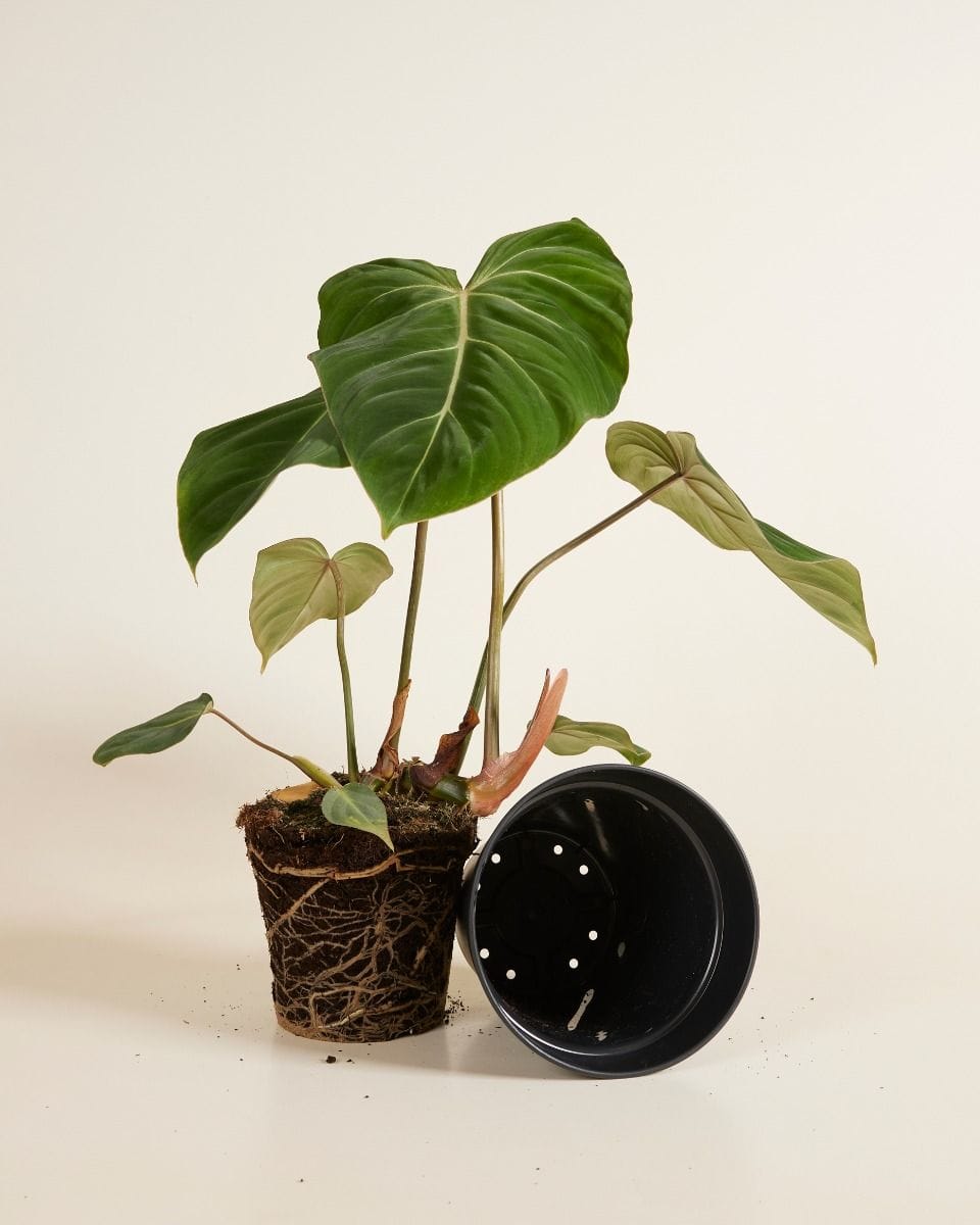 Elho Hagrid Nursery Planter Black Ø 17 cm