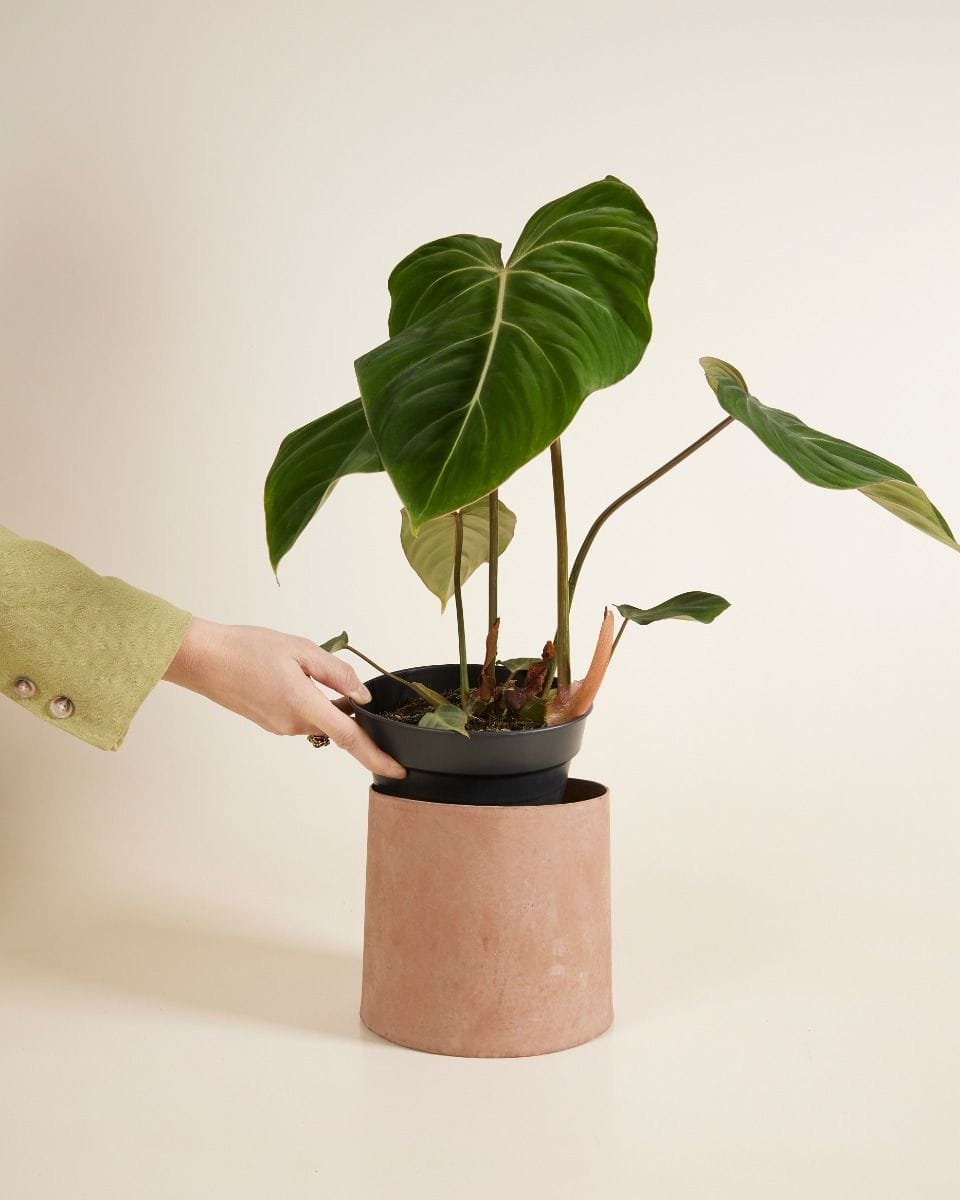 Elho Hagrid Nursery Planter Black Ø 17 cm