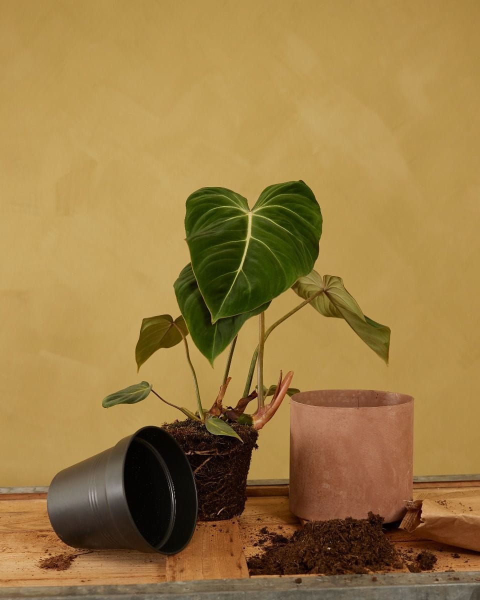 Elho Hagrid Nursery Planter Black Ø 17 cm
