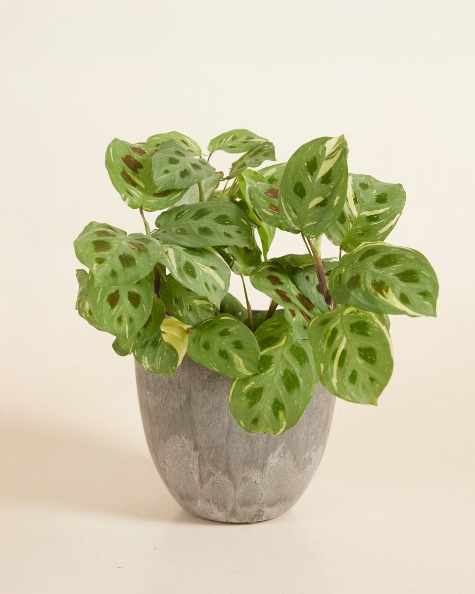 Bola Pot Gris Ø 16