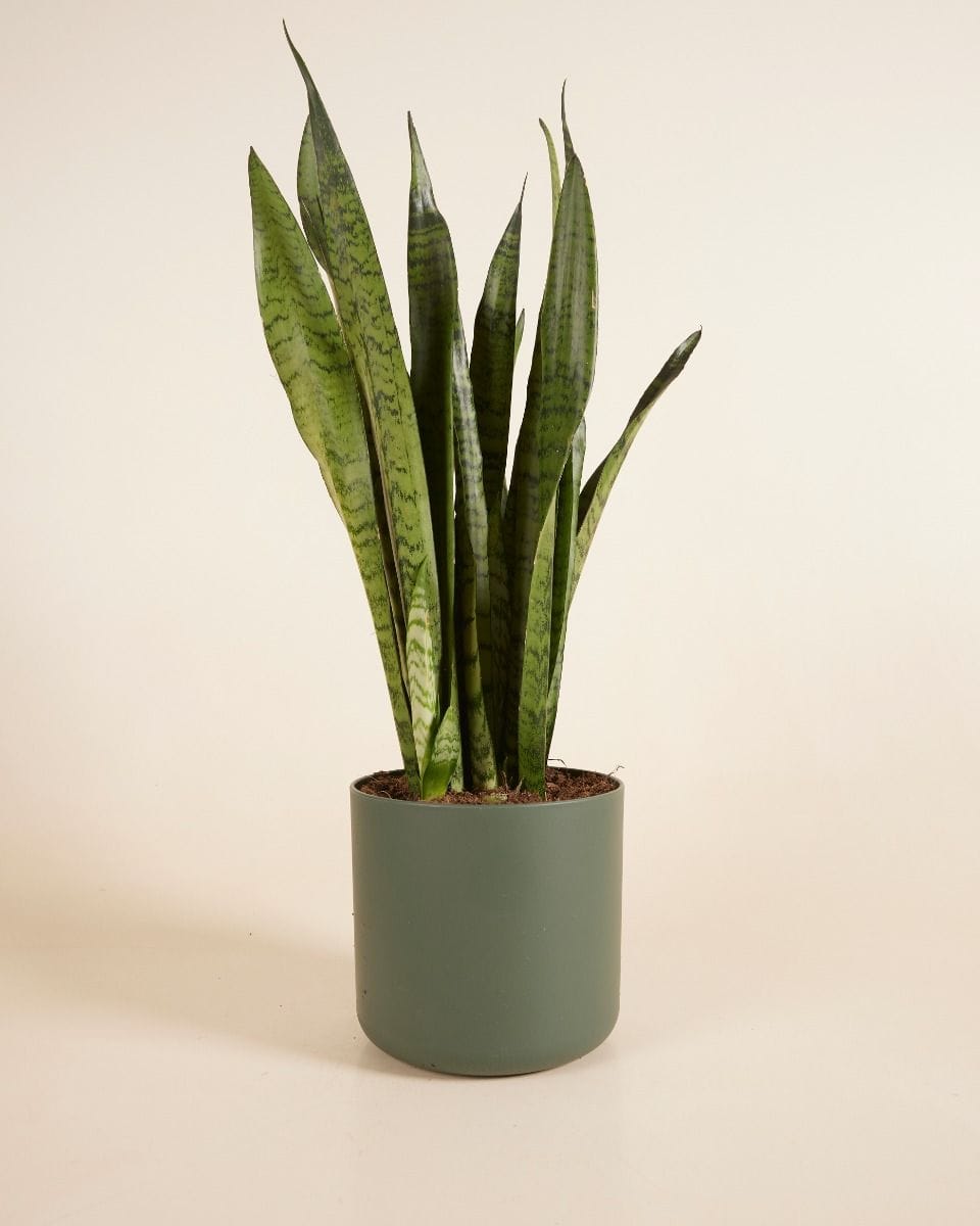 Nora Pot Green Ø 18 cm