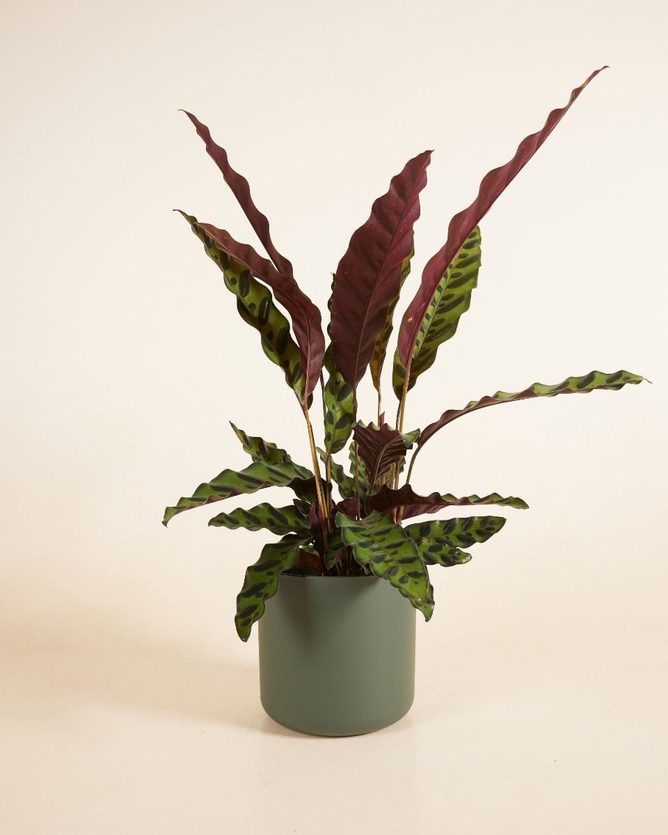 Nora Pot Green Ø 16 cm