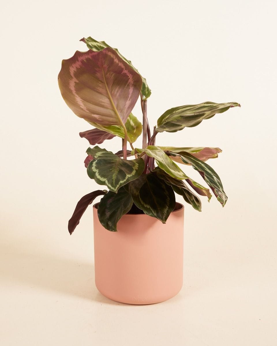 Nora Pot Roze Ø 16 cm