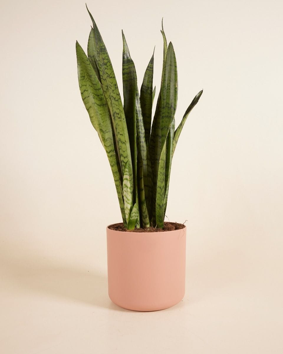 Nora Topf rosa Ø 18 cm