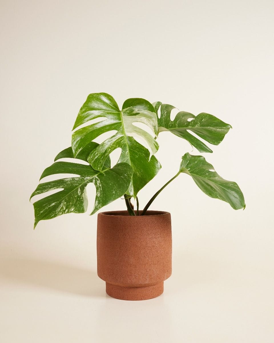 Chad Pot Terra Ø 19 cm