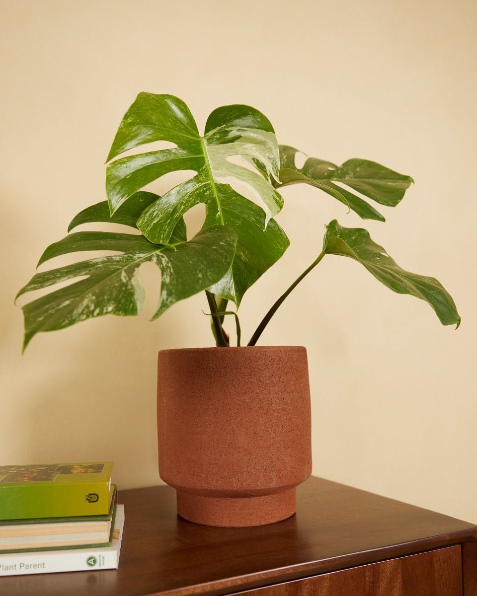 Chad Pot Terra Ø 19 cm