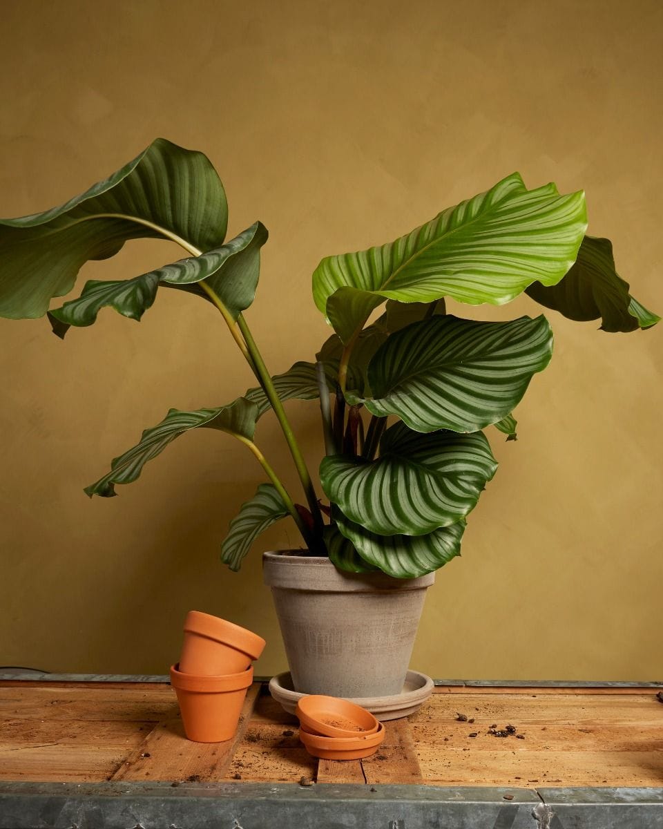 Grijze Terracotta Pot Ø 22 cm
