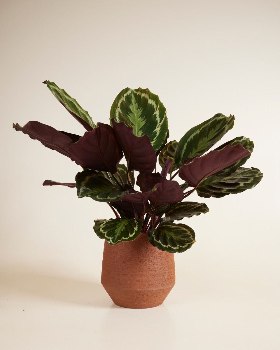 Hubert Pot Terra Ø 19 cm