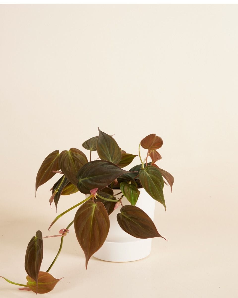 Elho Miles Round Pot White Ø 13 cm