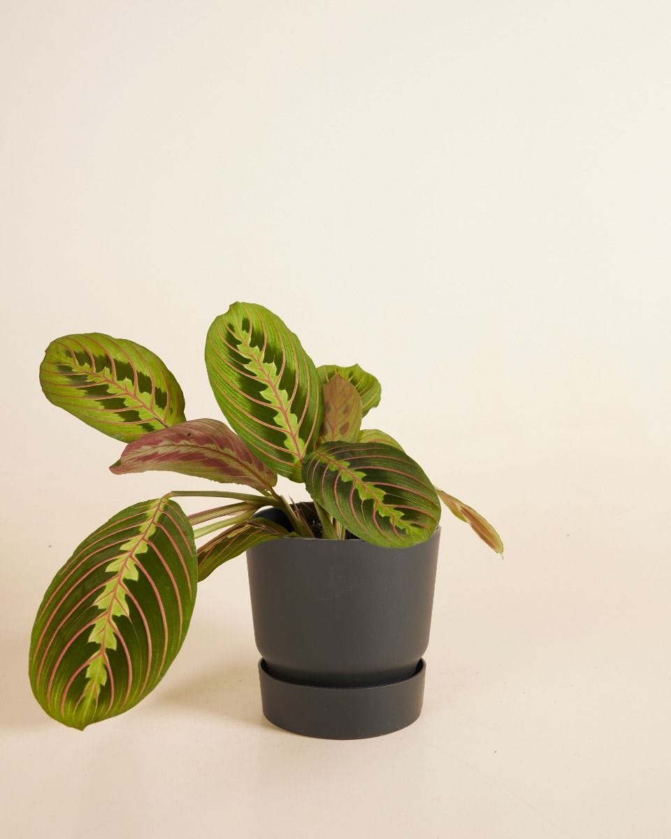 Elho Miles Round Pot Black Ø 13 cm