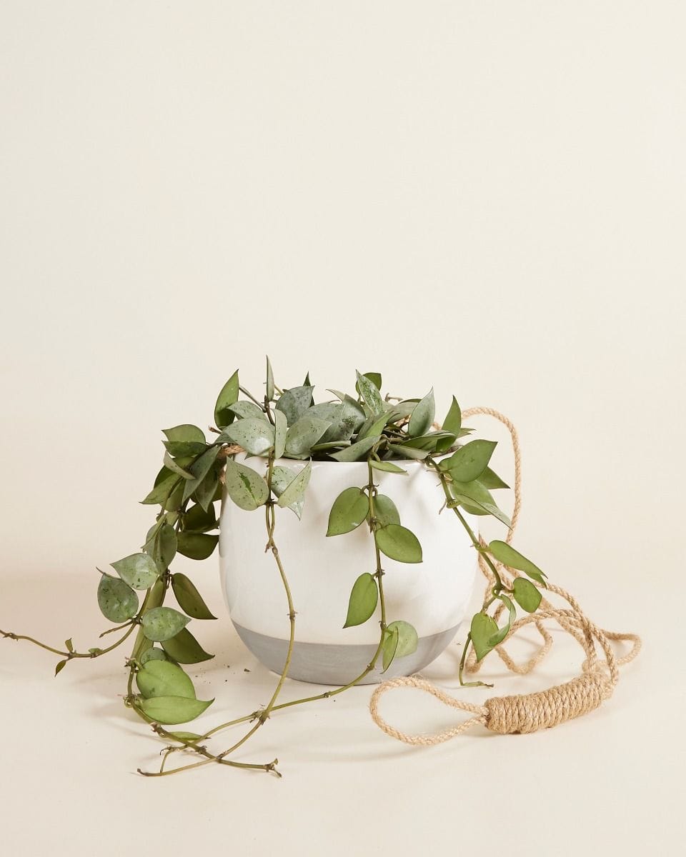 Nea Hanging Pot White Ø 13 cm
