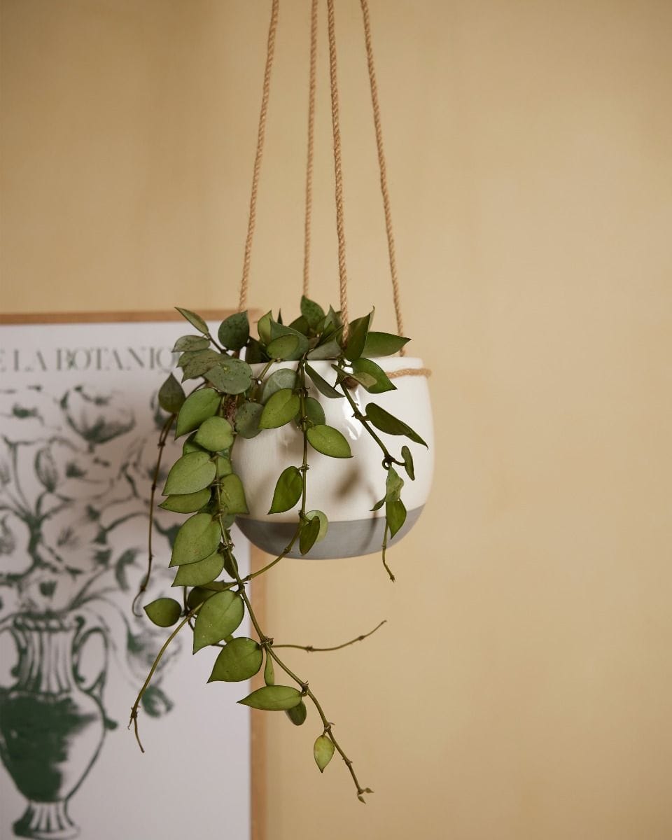 Nea Hanging Pot White Ø 13 cm