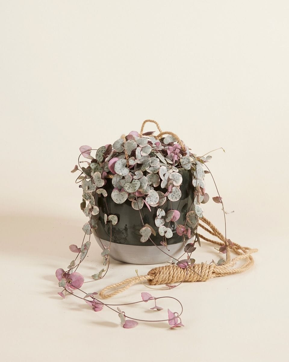 Nea Hanging Pot Grey Ø 13 cm