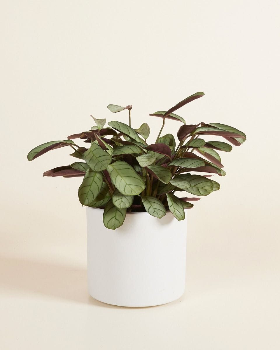 Penny Pot Light Grey Ø 12 cm