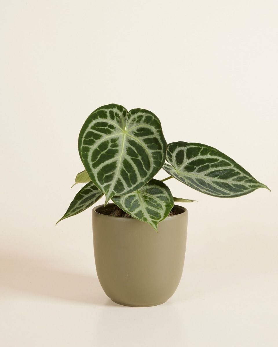 Lexi Pot Green Ø 12.5 cm