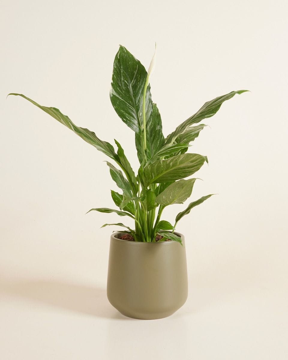 Amber Pot Green Ø 12 cm