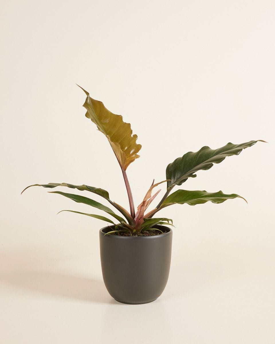 Lexi Pot Black Ø 12.5 cm