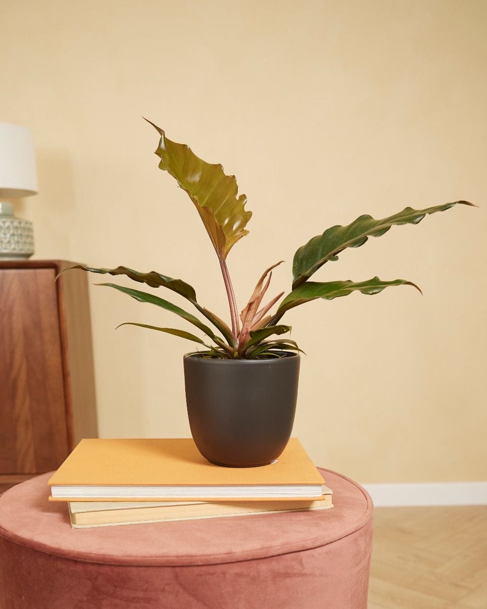 Lexi Pot Black Ø 12.5 cm