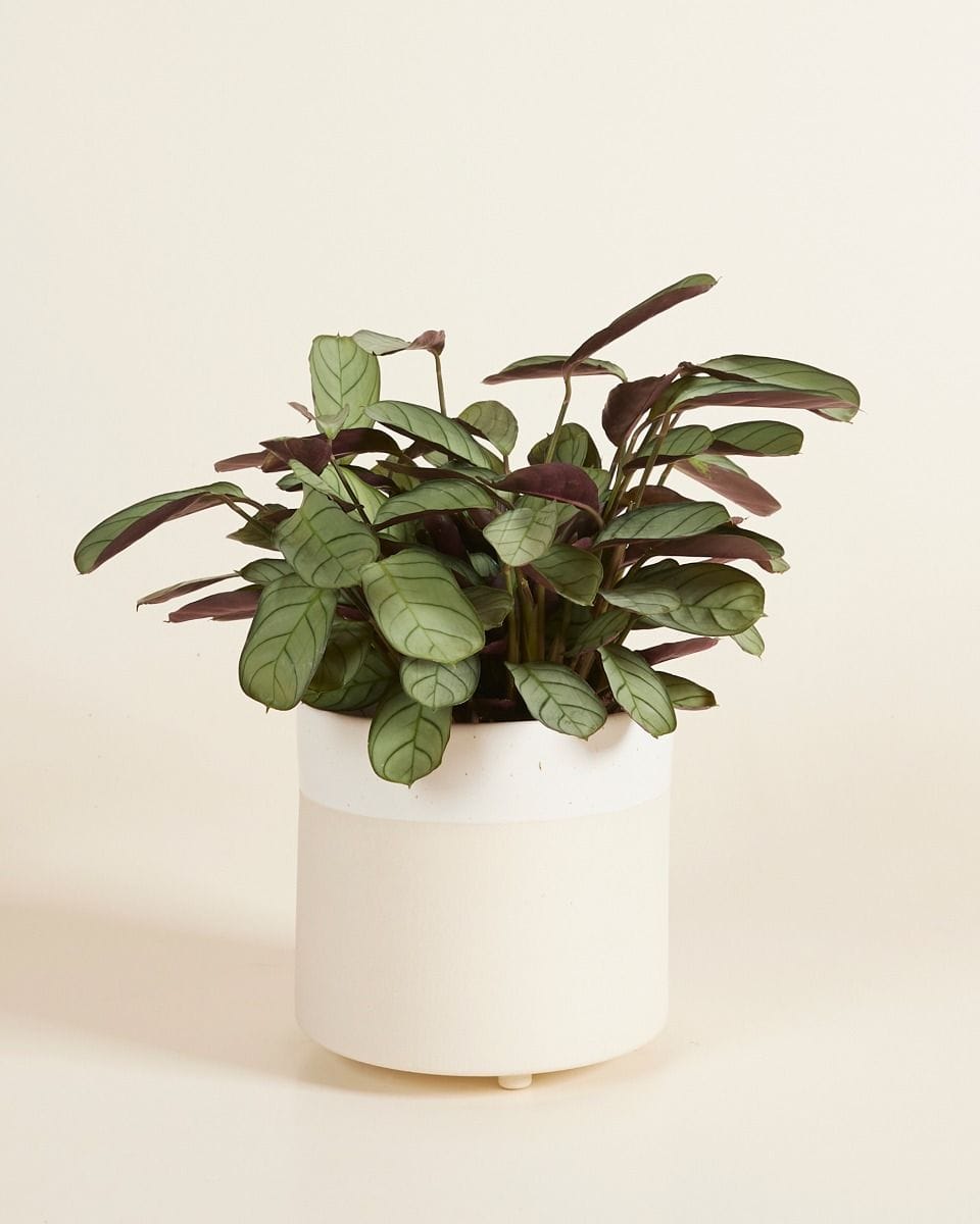 Perla Pot Cream Ø 12.5 cm