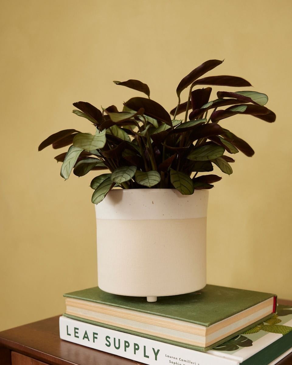Perla Pot Cream Ø 12.5 cm