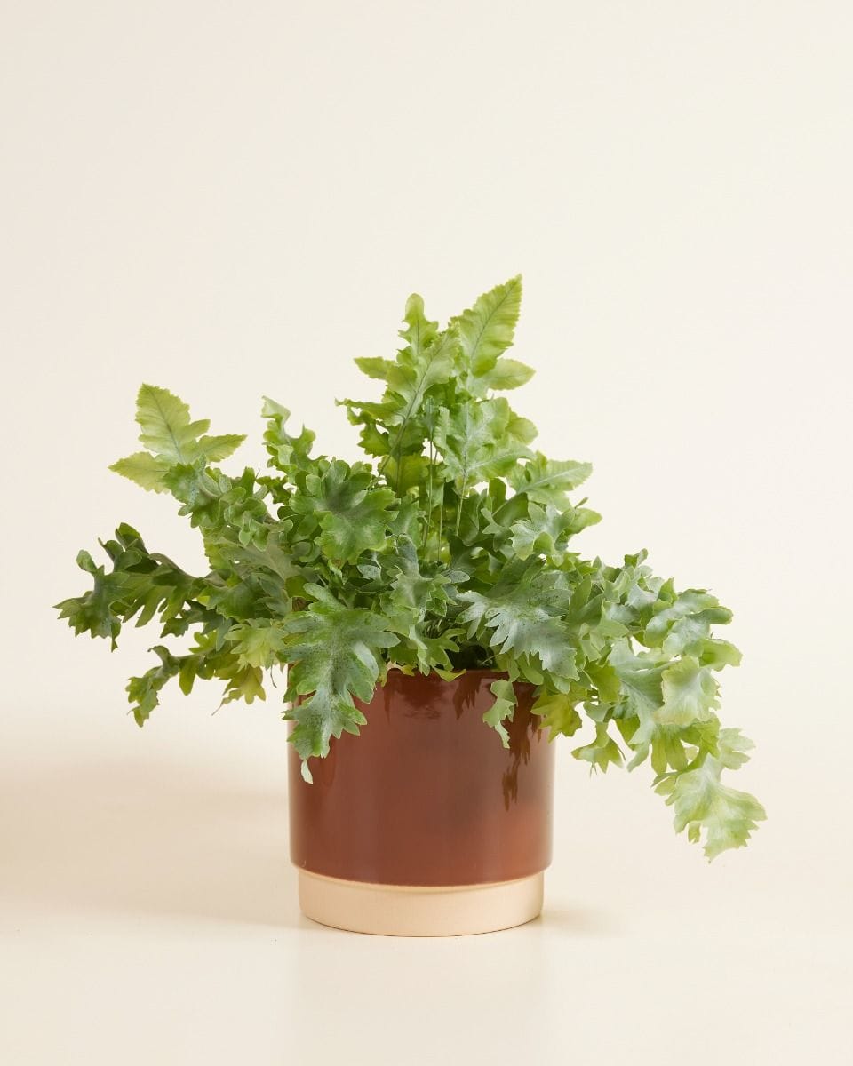 Lisa Topf Dusty Terra Ø 15 cm