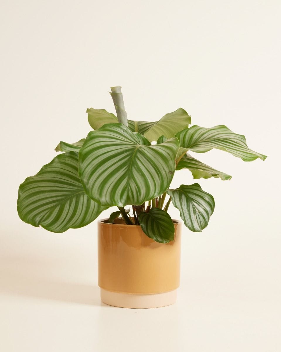 Pot Lisa Ocre Poussiéreux Ø 15 cm