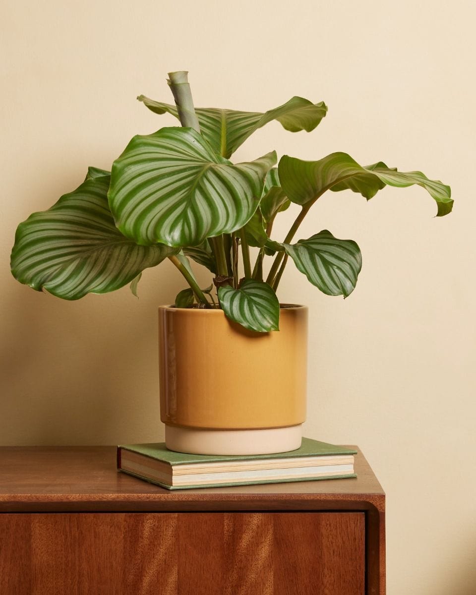 Pot Lisa Ocre Poussiéreux Ø 15 cm