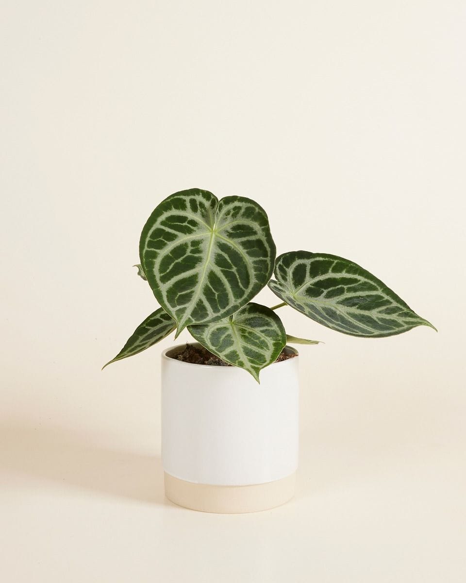Lisa Pot White Ø 12 cm