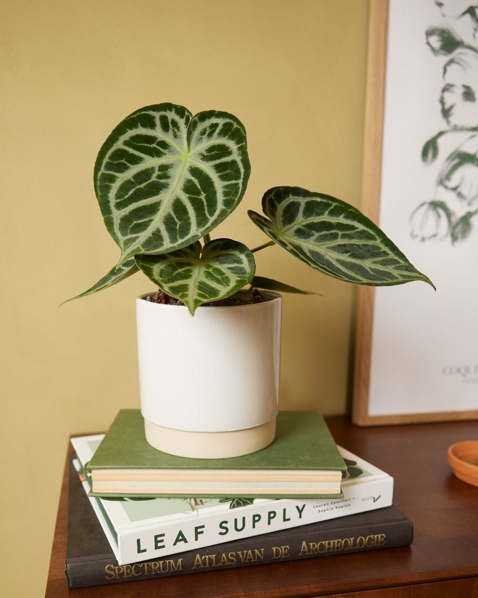Lisa Pot White Ø 12 cm