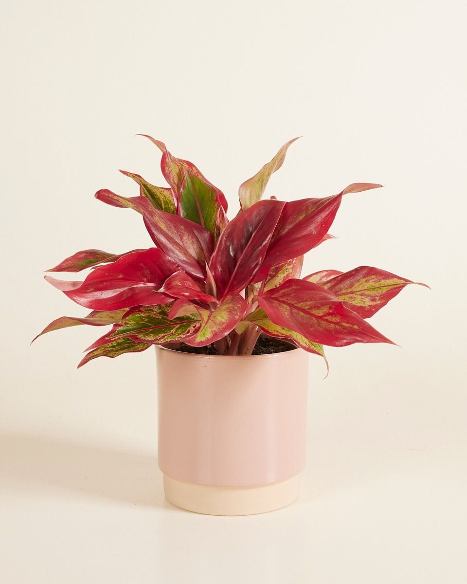 Lisa Pot Dusty Pink Ø 12 cm