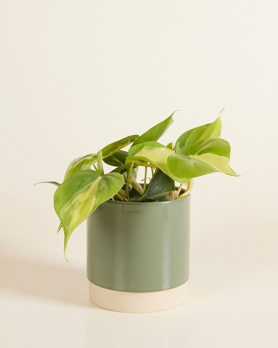 Lisa Pot Green Ø 12 cm