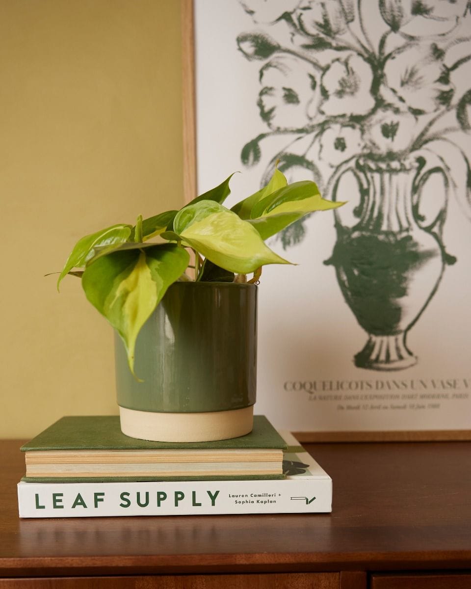 Lisa Pot Green Ø 12 cm