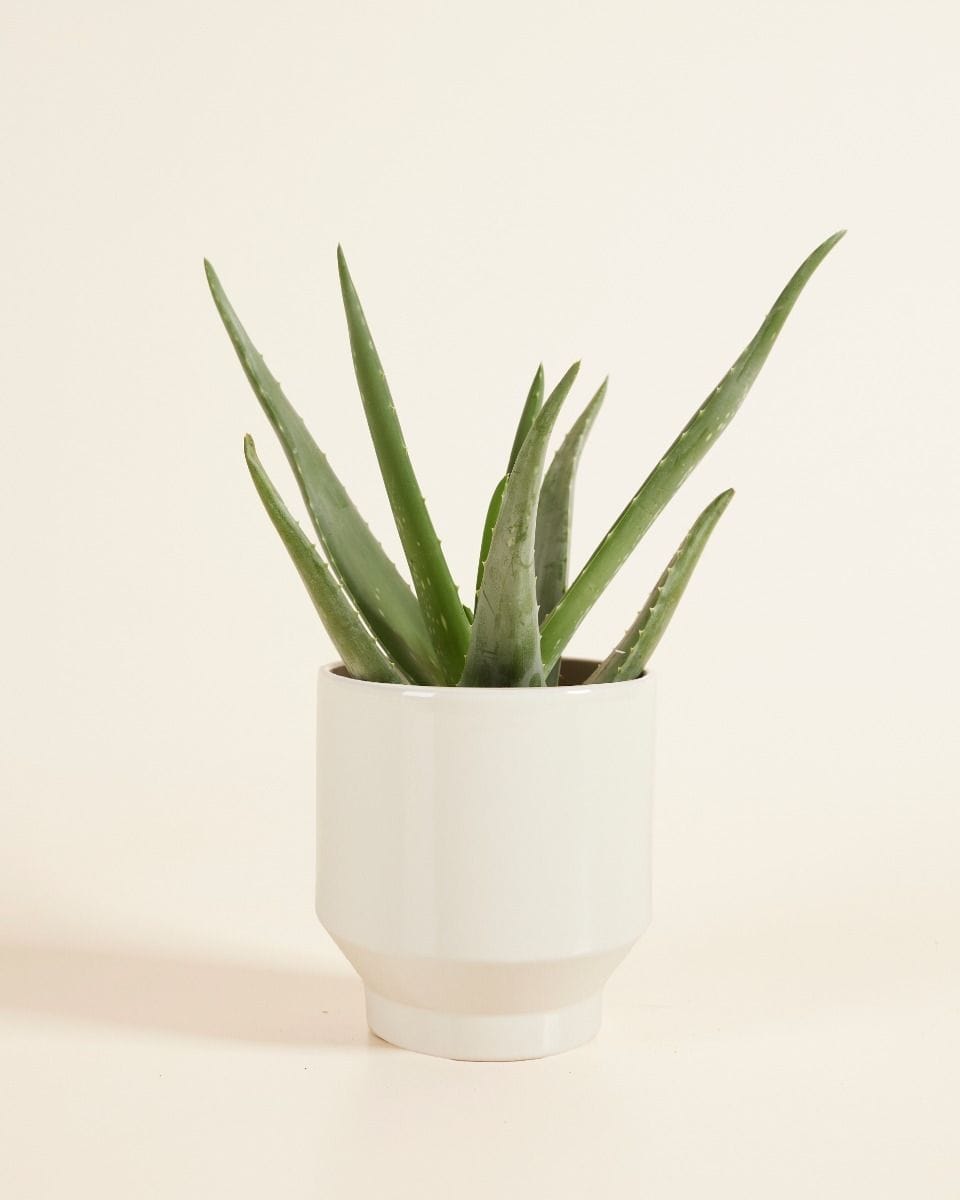 Paulo Pot Beige Ø 12 cm
