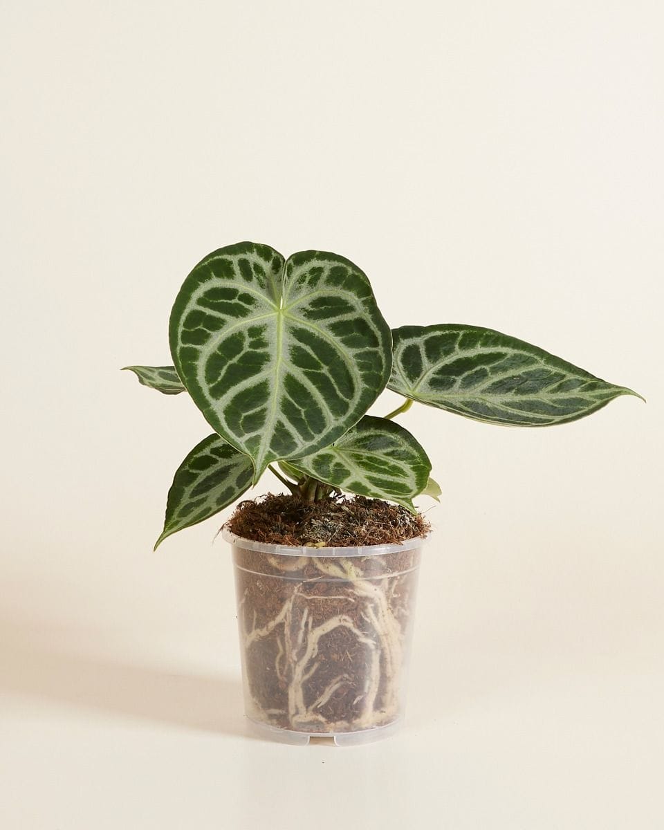 Anzuchttopf Transparent Ø 12 cm