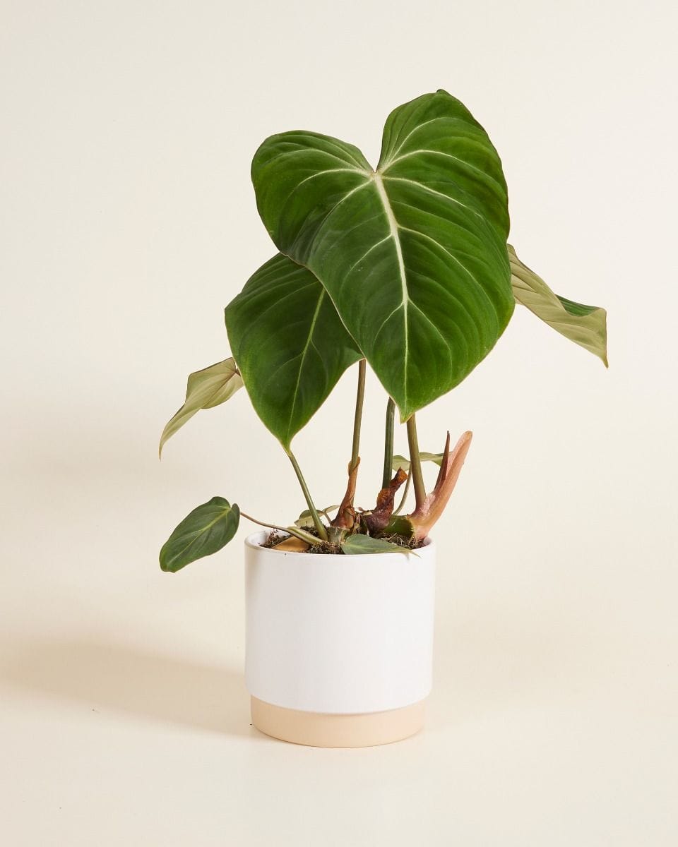 Lisa Pot White Ø 15 cm