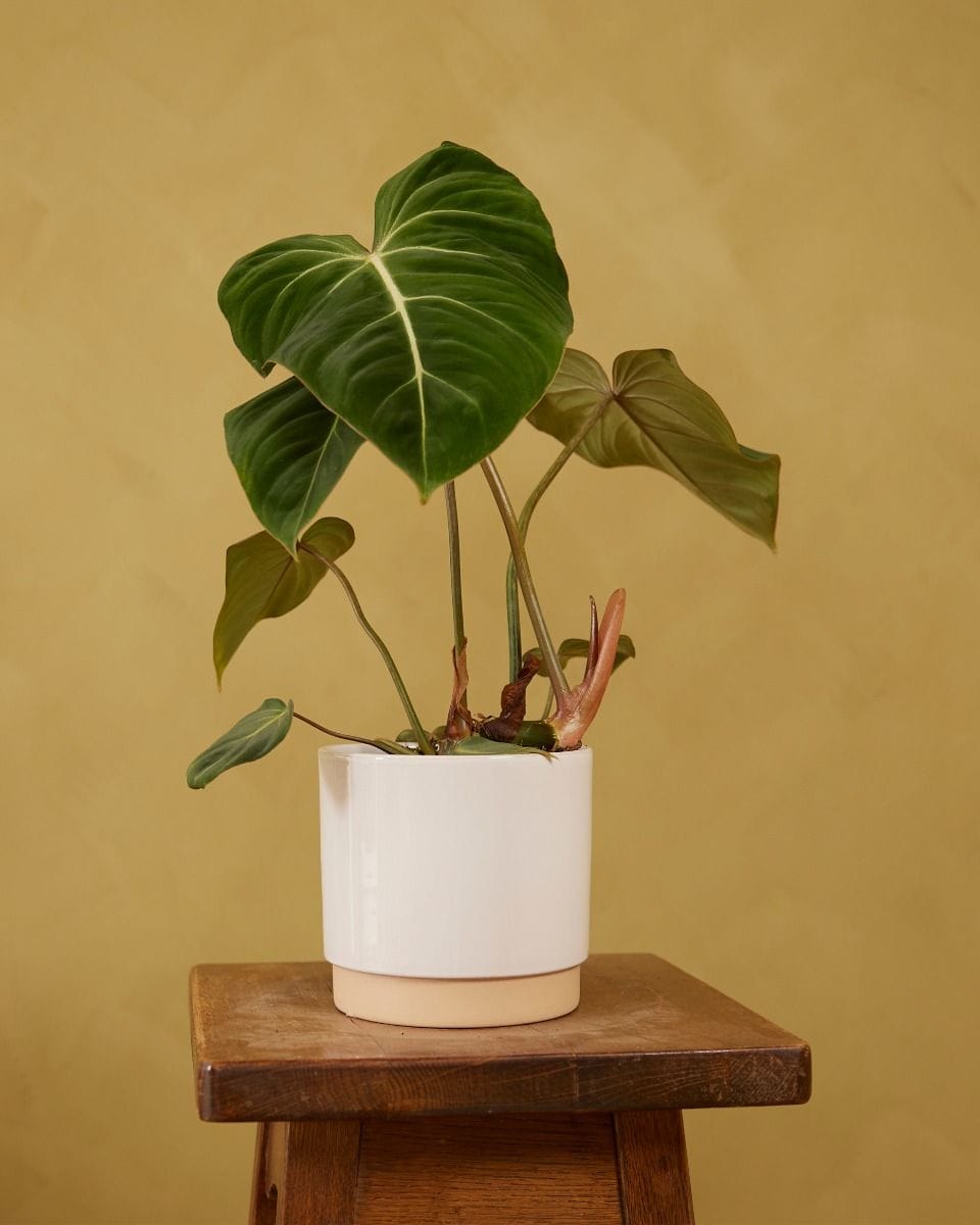 Lisa Pot White Ø 15 cm