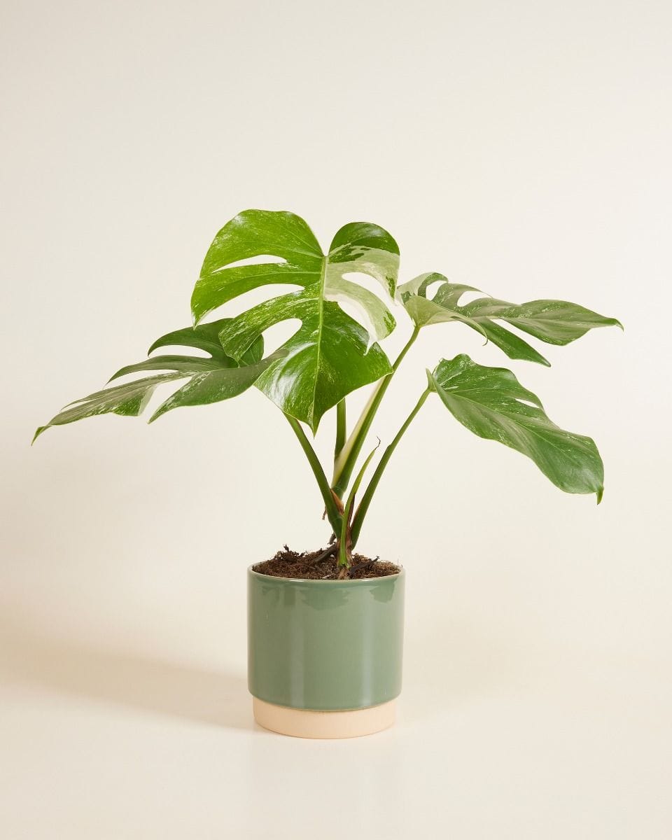 Lisa Pot Green Ø 15 cm