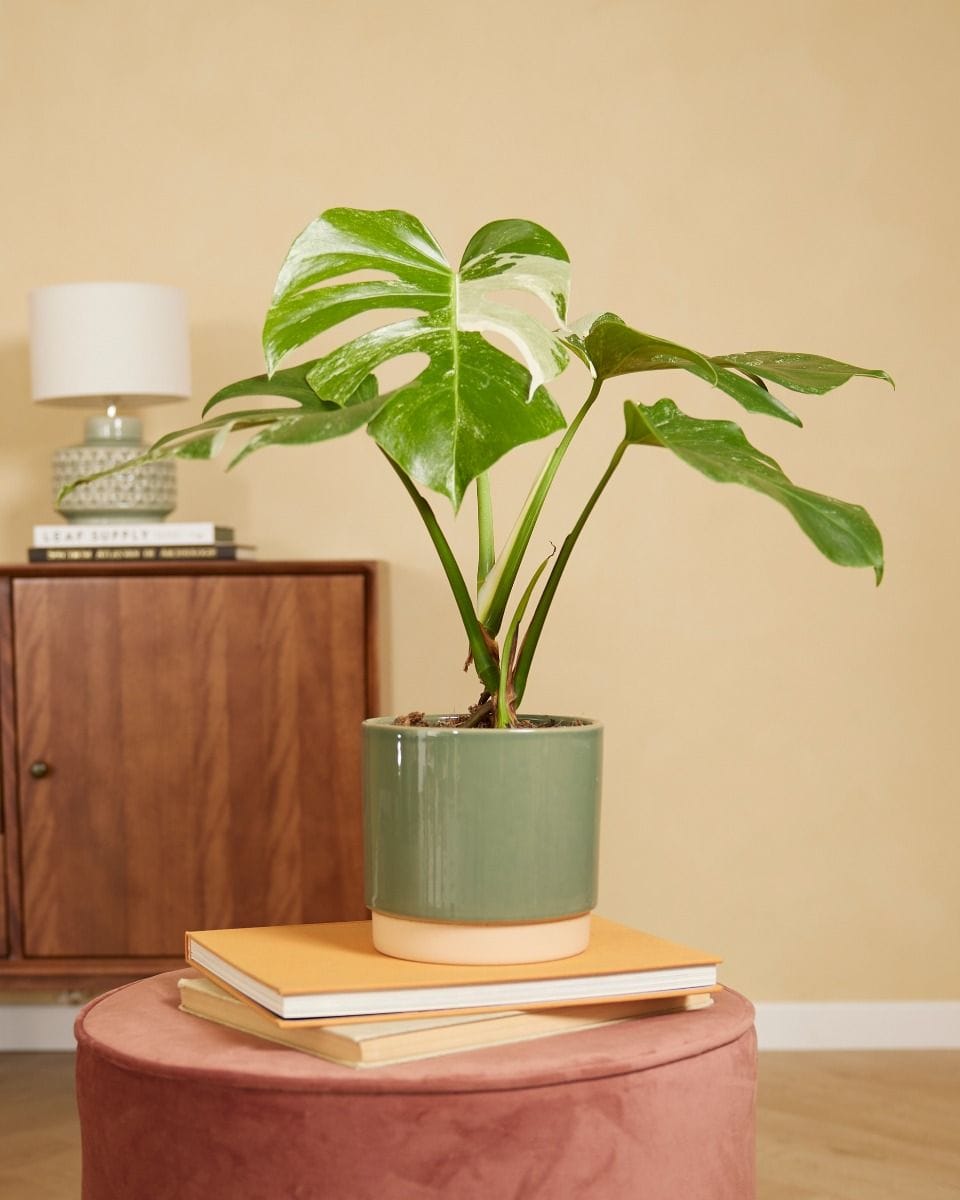 Lisa Pot Green Ø 15 cm