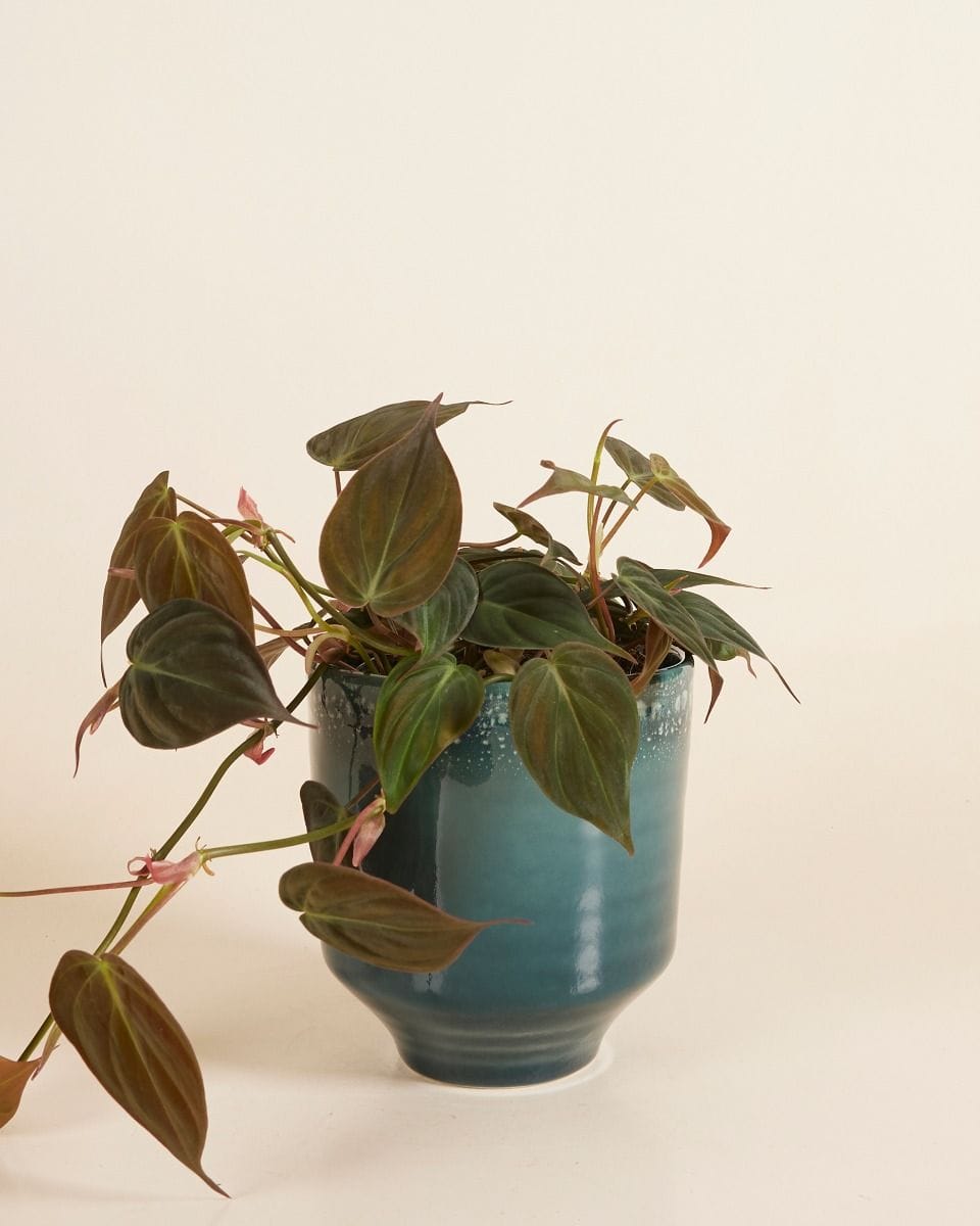 Otis Pot Petrol Ø 13 cm