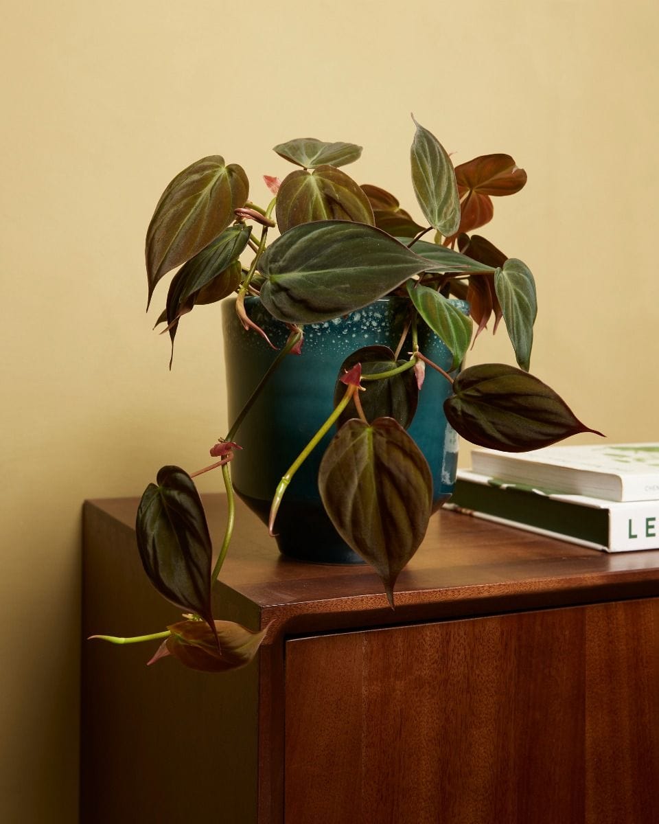Otis Pot Petrol Ø 13 cm