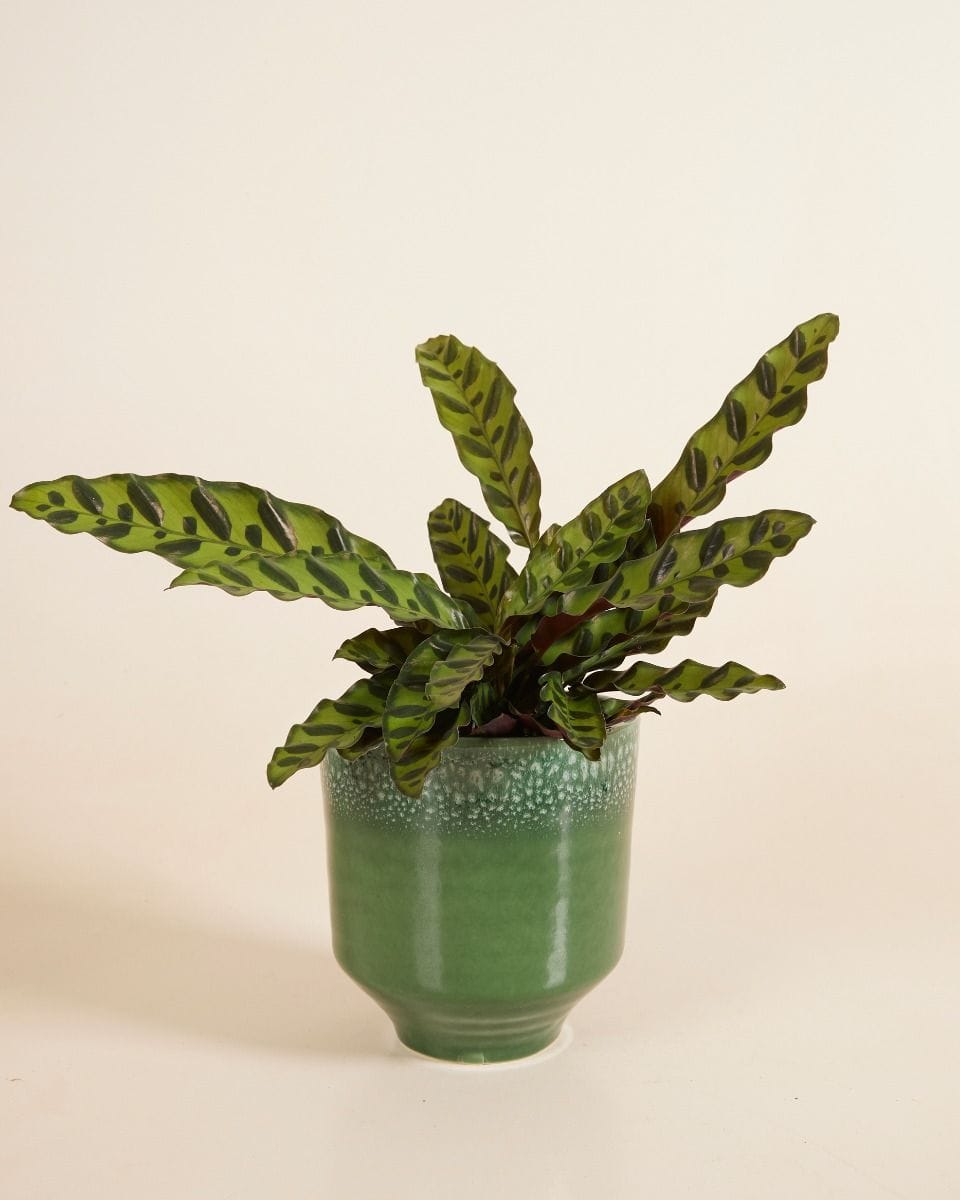 Pot Otis Groen Ø 13 cm