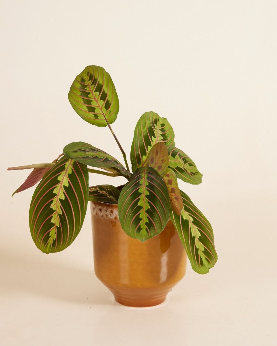 Otis Pot Ocher Ø 13 cm