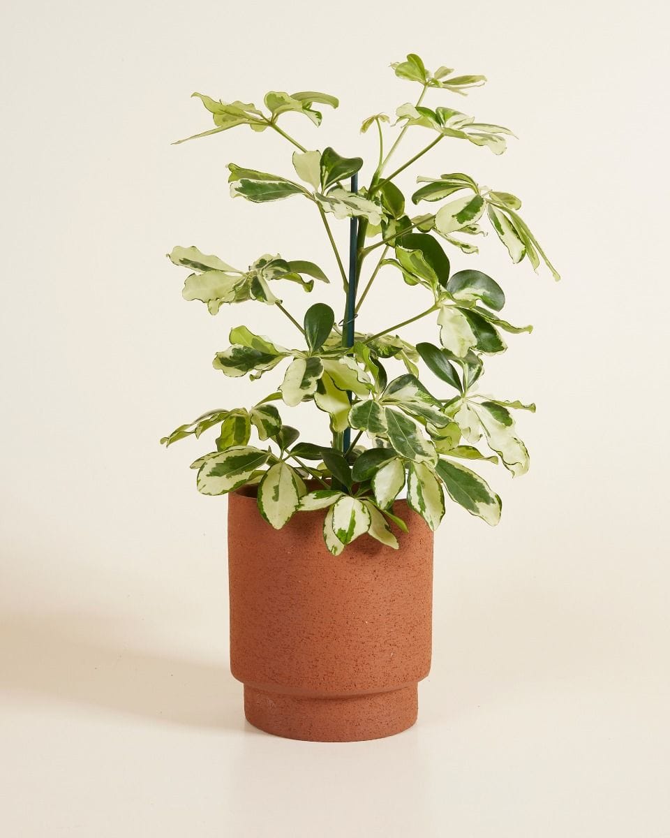 Chad Pot Terra Ø 13.5 cm