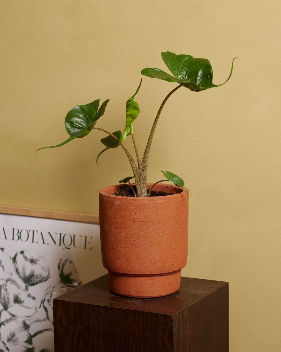 Chad Pot Terra Ø 13.5 cm